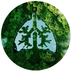 Salud Ambiental y Enfermedades transmitidas por Vector